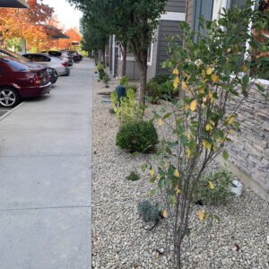 Buckthorn with gravel installation, Asheville Apartments, Boise, Idaho