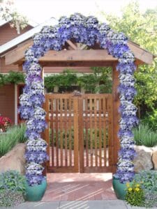 Trellis Design Concept, Trellis Concept Design, Pasadena, California