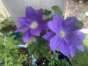 Purple Clematis, Purple Porch, Meridian, Idaho