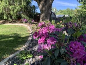 Rhododendrons and a Weeping Cherry Tree, Vibrant Front Yard, Boise, Idaho