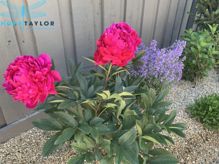 Peonies in Bloom