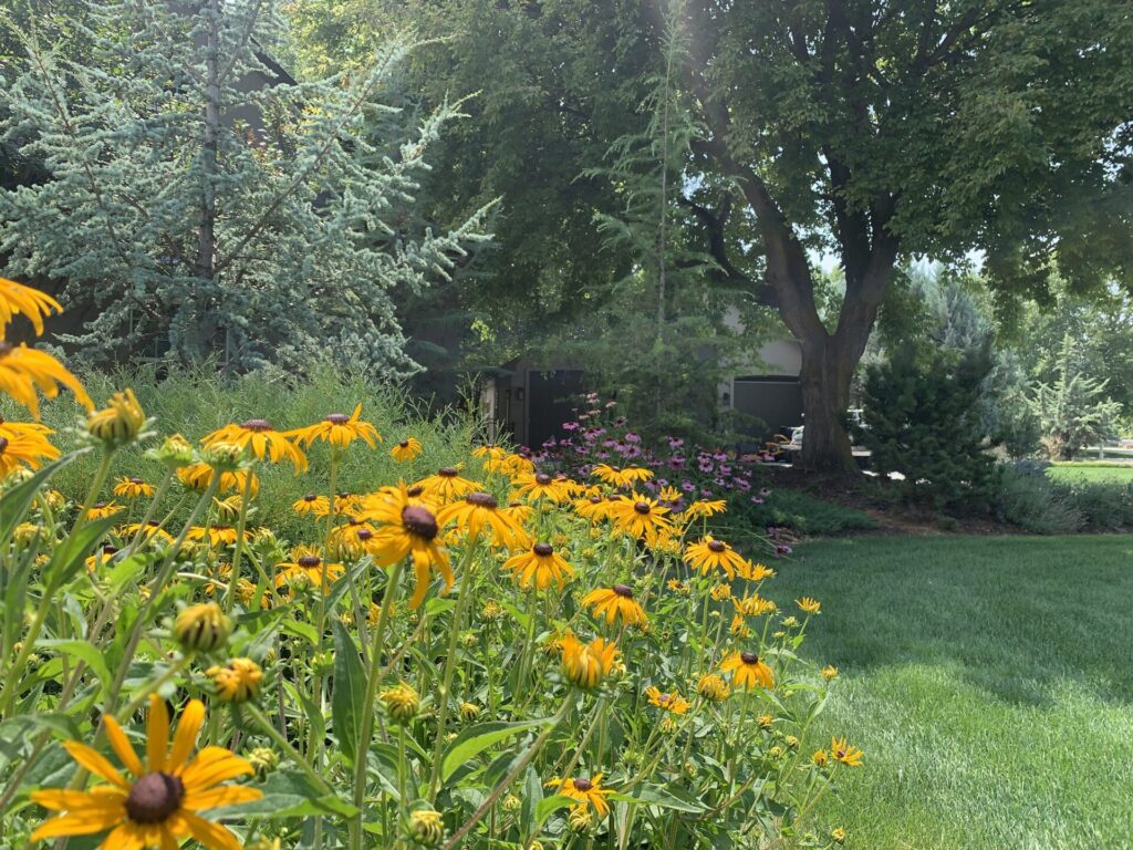 Coneflowers in Bloom